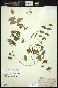 Lathyrus ochroleucus image