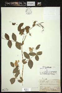 Lathyrus ochroleucus image