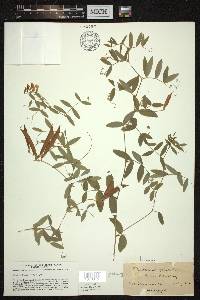 Lathyrus palustris image