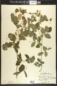 Lathyrus ochroleucus image