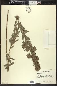 Lespedeza capitata image