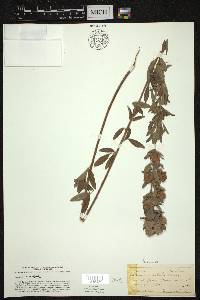 Lespedeza capitata image