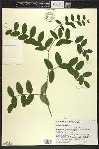 Lathyrus venosus image