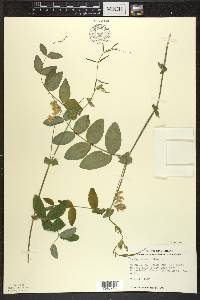 Lathyrus ochroleucus image