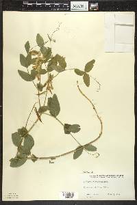 Lathyrus ochroleucus image
