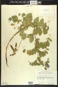 Lathyrus japonicus image