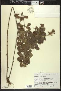 Lespedeza hirta image