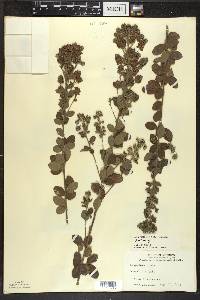 Lespedeza hirta image