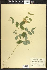 Lathyrus ochroleucus image