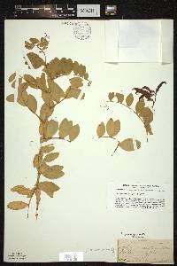 Lathyrus japonicus image