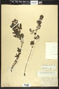 Lespedeza violacea image