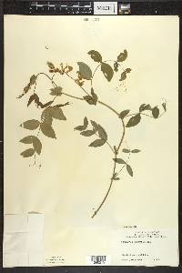 Lathyrus ochroleucus image