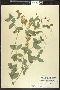 Lathyrus ochroleucus image