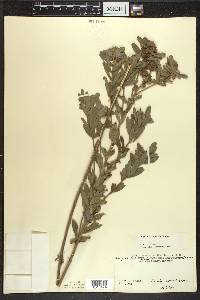 Lespedeza capitata image