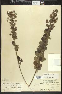 Lespedeza hirta image