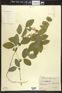 Lathyrus ochroleucus image