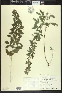 Lespedeza violacea image