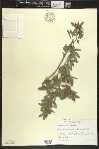 Lespedeza capitata image