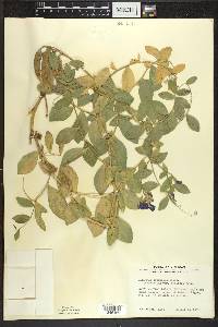 Lathyrus japonicus var. pellitus image