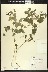 Lathyrus ochroleucus image