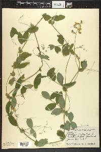 Lathyrus palustris image