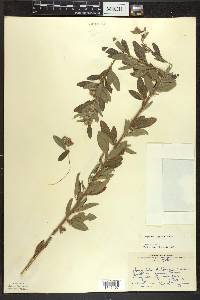 Lespedeza capitata image