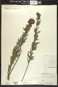 Lespedeza capitata image