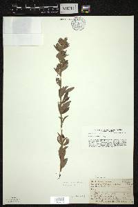 Lespedeza capitata image