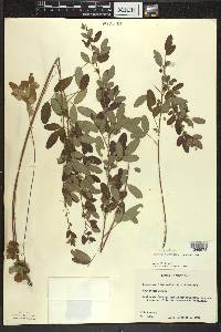 Lespedeza violacea image