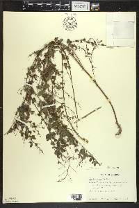 Lespedeza frutescens image