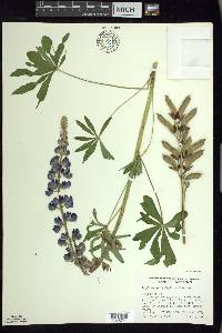 Lupinus polyphyllus image