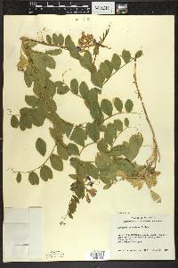 Lathyrus japonicus image