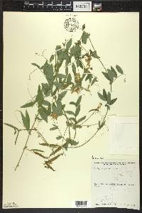 Lathyrus palustris image