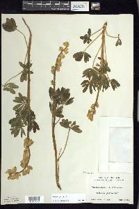 Lupinus perennis subsp. perennis image