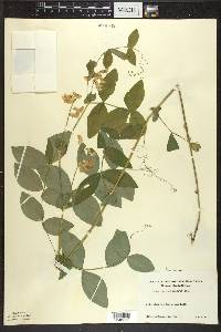 Lathyrus ochroleucus image