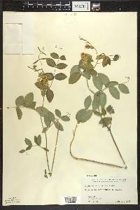 Lathyrus ochroleucus image