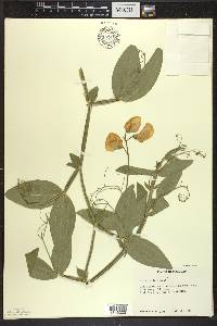 Lathyrus latifolius image