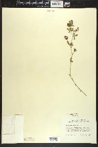 Trifolium aureum image