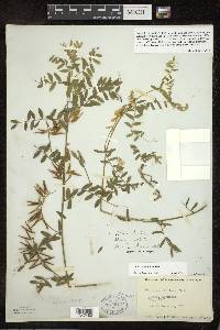 Vicia caroliniana image