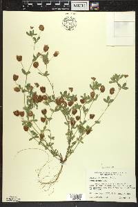 Trifolium aureum image