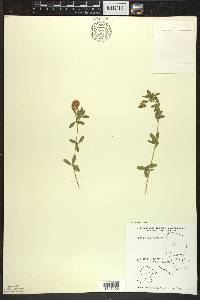 Trifolium aureum image