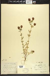 Trifolium aureum image