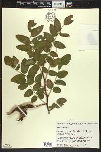 Robinia hispida image