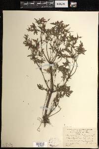 Geranium robertianum image