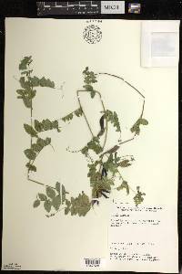 Vicia sepium image