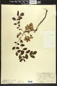 Robinia hispida image