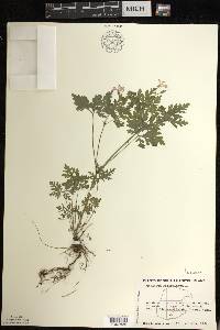 Geranium robertianum image