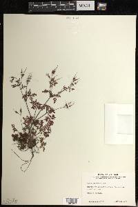 Geranium robertianum image