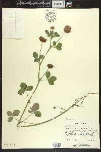 Trifolium hybridum image