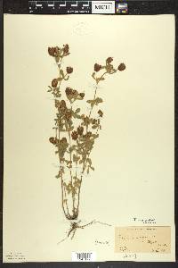 Trifolium aureum image